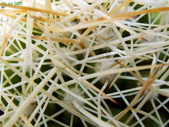 Cochemiea_ maritima _10